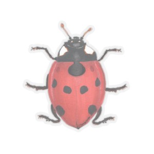 Ladybug - Transparent Stickers from Nature