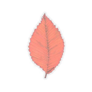 Beech Leaf - Transparent Stickers from Nature